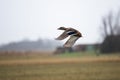 Portrait of a flying mallard duck Royalty Free Stock Photo