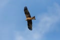 Portrait flying black kite milvus migrans bird, spread wings