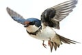 Portrait of a flying swallow bird, passerine songbird, on a bright background
