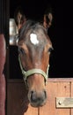 Portrait foal Royalty Free Stock Photo