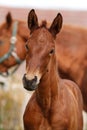 Portrait of a foal Royalty Free Stock Photo