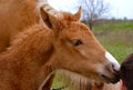 Portrait of a foal of mini-horse