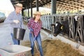 Focused farmer couple feeding cows with hay in cowshed Royalty Free Stock Photo