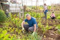 Man gardener working with hoe in garden Royalty Free Stock Photo