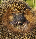 Portrait of the forest hedgehog. Royalty Free Stock Photo