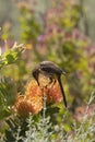 Portrait format of Cape Sugar bird, male, Promerops cafer, bending down to reach nectar Royalty Free Stock Photo