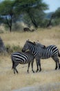 Portrait format of two zebra. One zebra has head resting on the back of the other Royalty Free Stock Photo