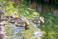 Portrait of a four baby geese in the water