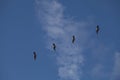 Portrait of four birds flying in diagonal formation against blue sky Corcovado National Park, Panama Royalty Free Stock Photo