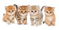 Portrait Of Four Kittens