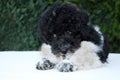 Harlequin poodle pup , four month old