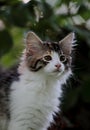 A portrait of a four months old norwegian forest cat female kitten Royalty Free Stock Photo