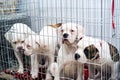 Portrait four of a sad dog puppy american bulldog in an iron cage