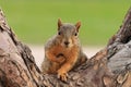 Portrait of fox squirrel Sciurus niger sitting on branch isolated on green. Squirrel holds foreleg with nut on chest. Royalty Free Stock Photo