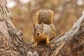 Portrait Of Fox Squirrel, Sciurus Niger, Sitting On Tree Branch. Wildlife Scene. Also Know As Eastern Or Bryant`s Fox Squirrel.