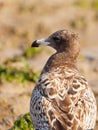 Portrait of Franklin's Gull Royalty Free Stock Photo