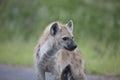 Portrait of free african spotted hyena