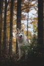 Portrait of free attentive Siberian Husky dog sittng in the dark enchanting fall forest at dusk