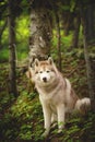 Portrait of free and beautiful dog breed siberian husky sitting in the green forest Royalty Free Stock Photo