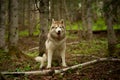 Portrait of free and beautiful dog breed siberian husky sitting in the green forest Royalty Free Stock Photo