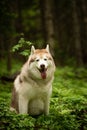 Portrait of free and beautiful dog breed siberian husky sitting in the green forest Royalty Free Stock Photo