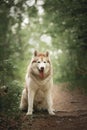 Portrait of free and beautiful dog breed siberian husky sitting in the green forest Royalty Free Stock Photo