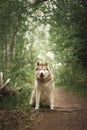 Portrait of free and beautiful dog breed siberian husky sitting in the green forest Royalty Free Stock Photo