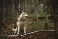 Portrait of free and beautiful dog breed siberian husky sitting in the green forest Royalty Free Stock Photo