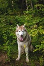 Portrait of free and beautiful dog breed siberian husky sitting in the green mysterious forest Royalty Free Stock Photo
