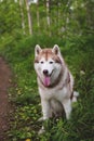 Portrait of free and beautiful dog breed siberian husky sitting in the green mysterious forest Royalty Free Stock Photo