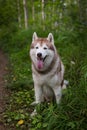 Portrait of free and beautiful dog breed siberian husky sitting in the green mysterious forest Royalty Free Stock Photo