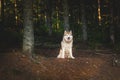 Portrait of free and beautiful dog breed siberian husky sitting in the green mysterious forest and at sunset Royalty Free Stock Photo