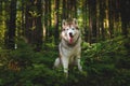 Portrait of free and beautiful dog breed siberian husky sitting in the green mysterious forest and at sunset Royalty Free Stock Photo