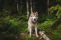 Portrait of free and beautiful dog breed siberian husky sitting in the green mysterious forest Royalty Free Stock Photo