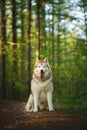 Free and beautiful dog breed siberian husky sitting on the hill in the green mysterious forest in summer at sunset Royalty Free Stock Photo