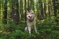 Portrait of free and beautiful dog breed siberian husky sitting on the hill in the green summer forest at sunset Royalty Free Stock Photo