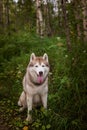 Portrait of free and beautiful dog breed siberian husky sitting in the green mysterious forest Royalty Free Stock Photo