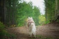 Portrait of free and beautiful dog breed siberian husky standing back to the camera in the forest in fall Royalty Free Stock Photo