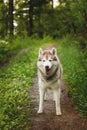 Portrait of free dog breed siberian husky standing in the green forest and looks like a wolf Royalty Free Stock Photo