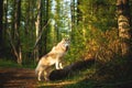 Free and beautiful dog breed siberian husky standing on the tree in the green mysterious forest in summer at sunset Royalty Free Stock Photo