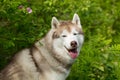 Portrait of friendly dog breed siberian husky sitting in the green forest on sunny day and looks like a wolf Royalty Free Stock Photo