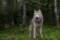 Portrait of free dog breed siberian husky standing the green forest and looks like a wolf Royalty Free Stock Photo