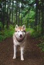 Portrait of free dog breed siberian husky standing in the green forest and looks like a wolf Royalty Free Stock Photo