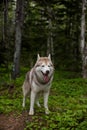 Portrait of free dog breed siberian husky standing the green forest and looks like a wolf Royalty Free Stock Photo