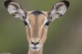 Portrait of free female impala antelope Royalty Free Stock Photo