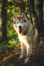 Portrait of free and prideful dog breed siberian husky sitting on the hill in the green forest in summer Royalty Free Stock Photo