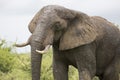 Portrait of free roaming african elephant