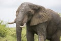 Portrait of free roaming african elephant