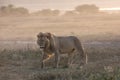 Portrait of free roaming african lion Royalty Free Stock Photo