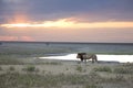 Portrait of free roaming african lion Royalty Free Stock Photo